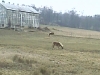 Horses on an Amish Farm