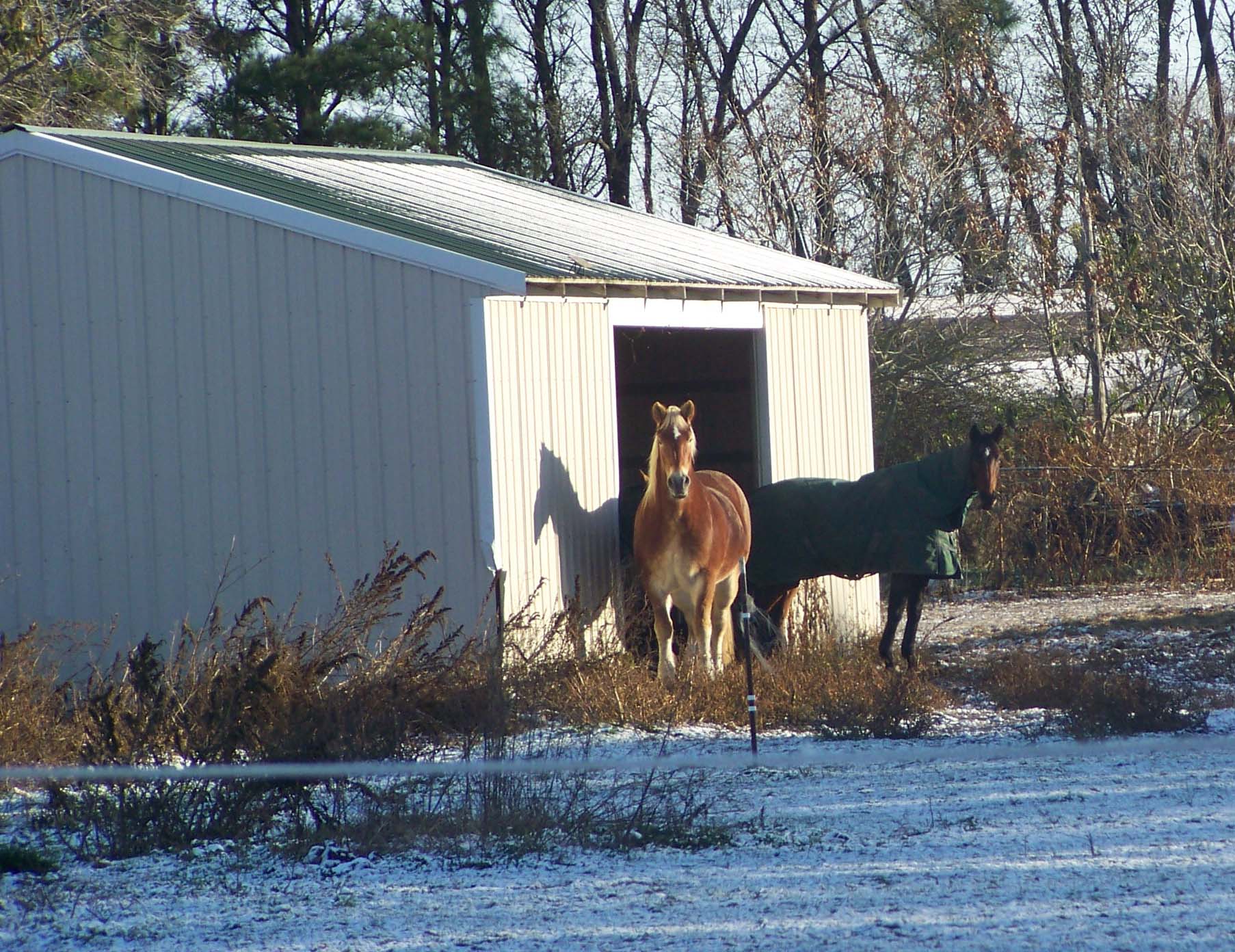 I think they are posing!