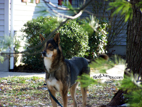 My Timber Wolf