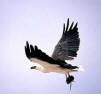 Sea Eagle